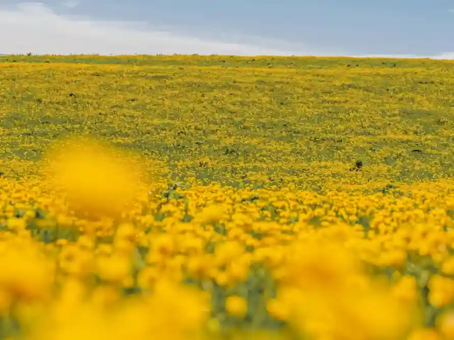 4k原野壁纸 - 开阔 - 晴天 - 自然「哲风壁纸」