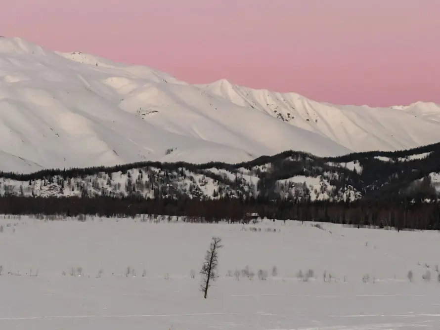 4k冬季壁纸 - 孤树 - 山脉 - 森林「哲风壁纸」