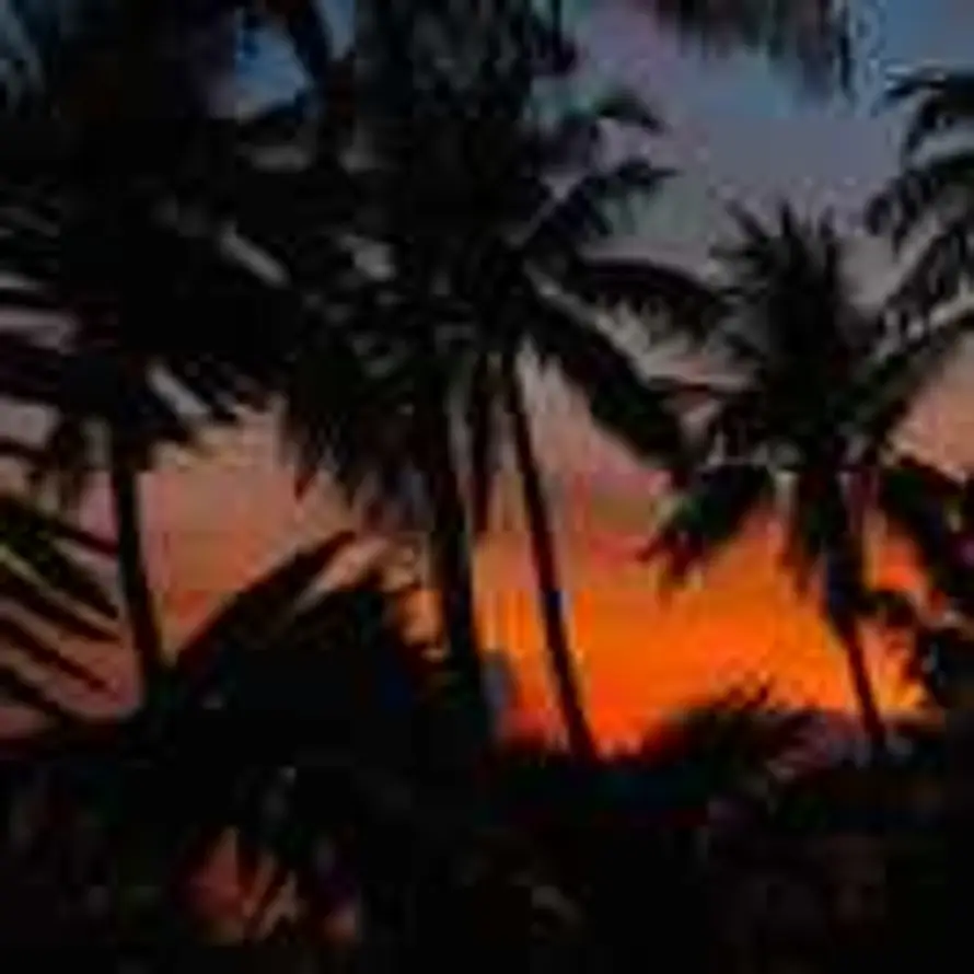 太阳花🌞的头像