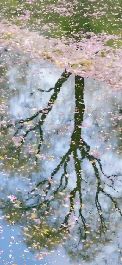 4k倒影壁纸 - 春日 - 春景 - 水面「哲风壁纸」