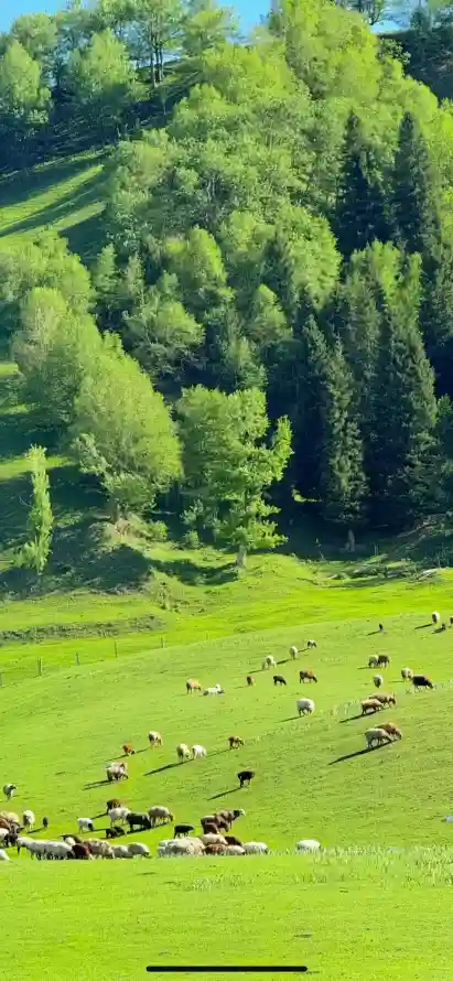 4k山坡壁纸 - 山林 - 放牧 - 森林「哲风壁纸」