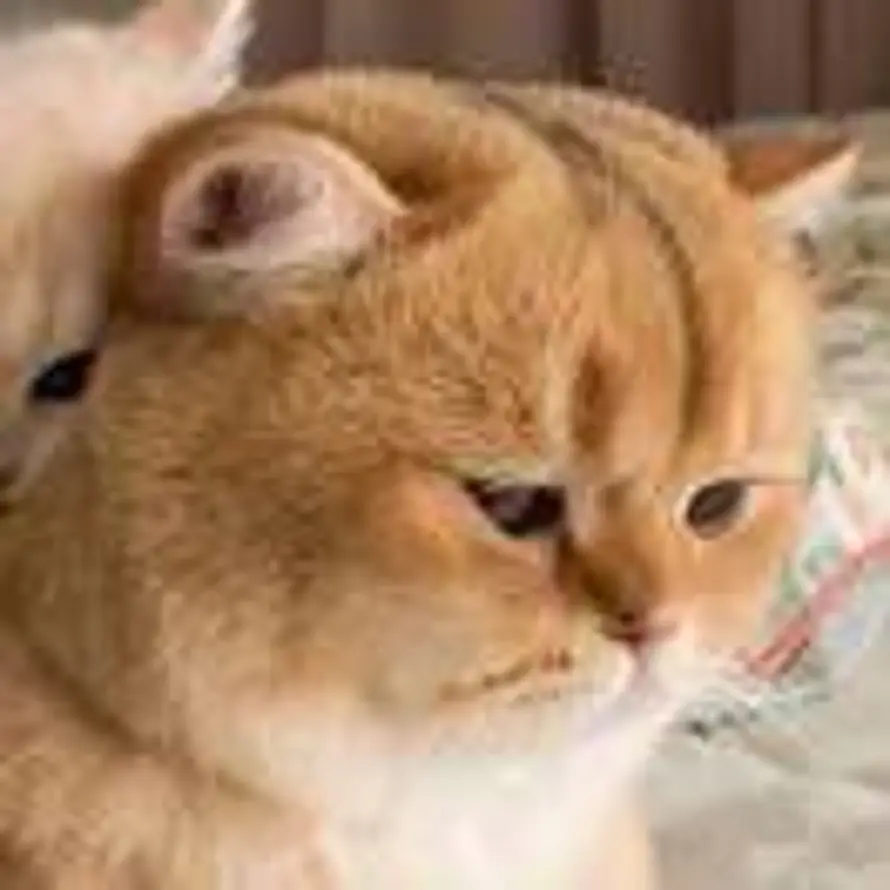 哎呦 你干嘛～的头像