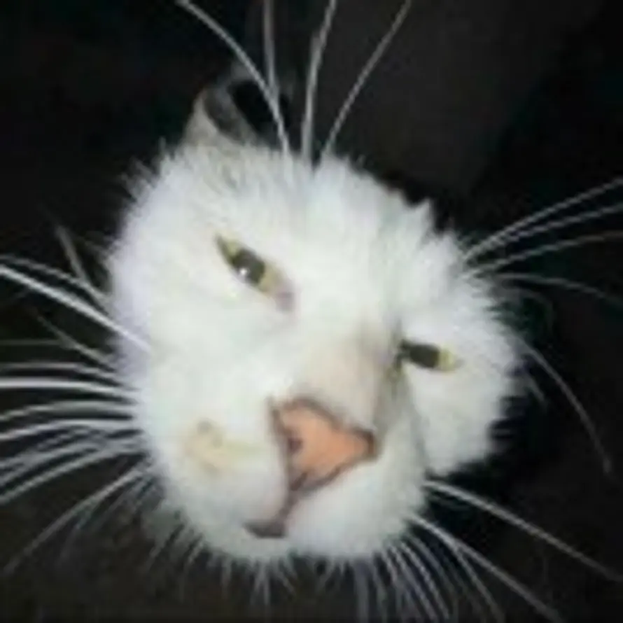 团子求去兰亭煮咖啡的头像