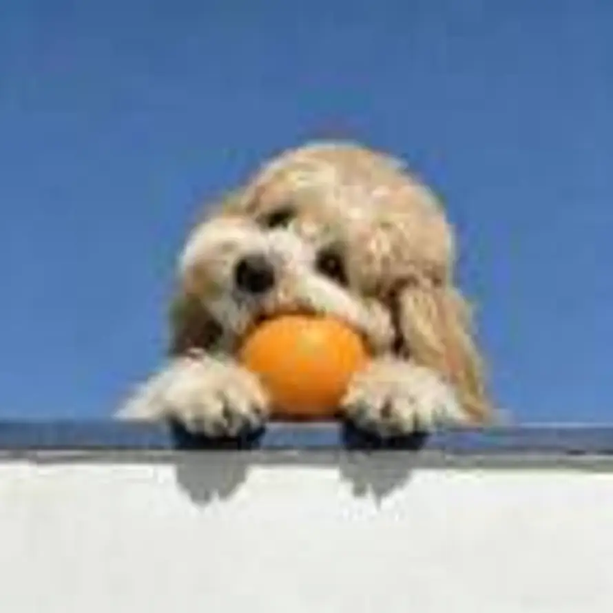 哥特·弗兰多的头像