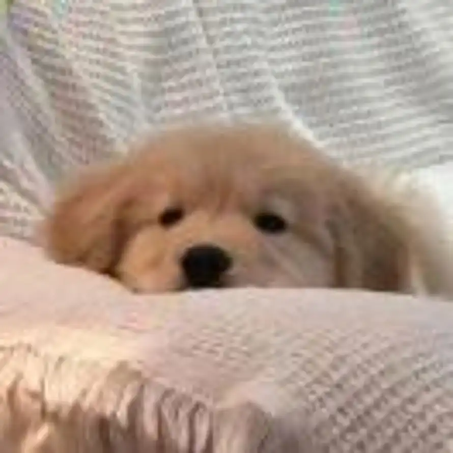 Zzzzz的头像