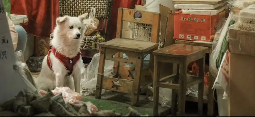 4k小狗壁纸 - 市井烟火气 - 热门壁纸 - wallpaper「哲风壁纸」