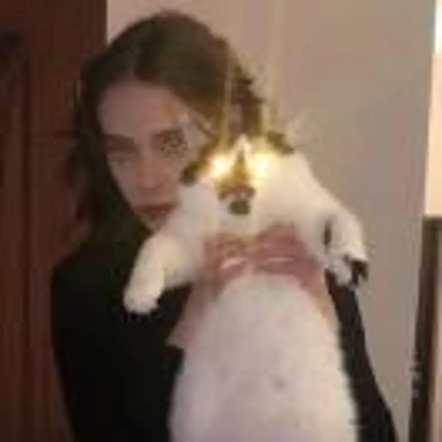 大猫的头像