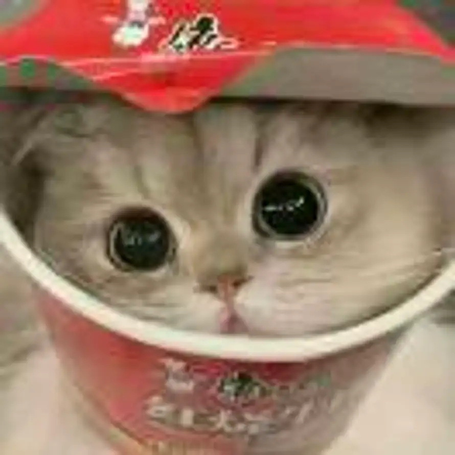 昭阳吖.的头像