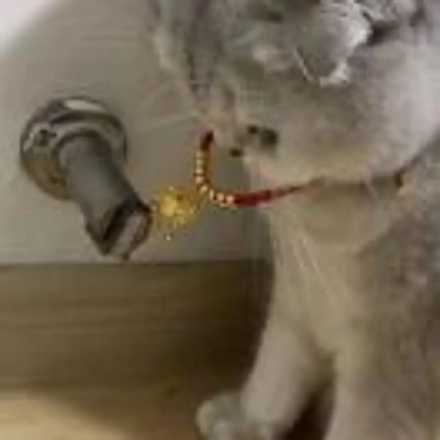Saber的头像