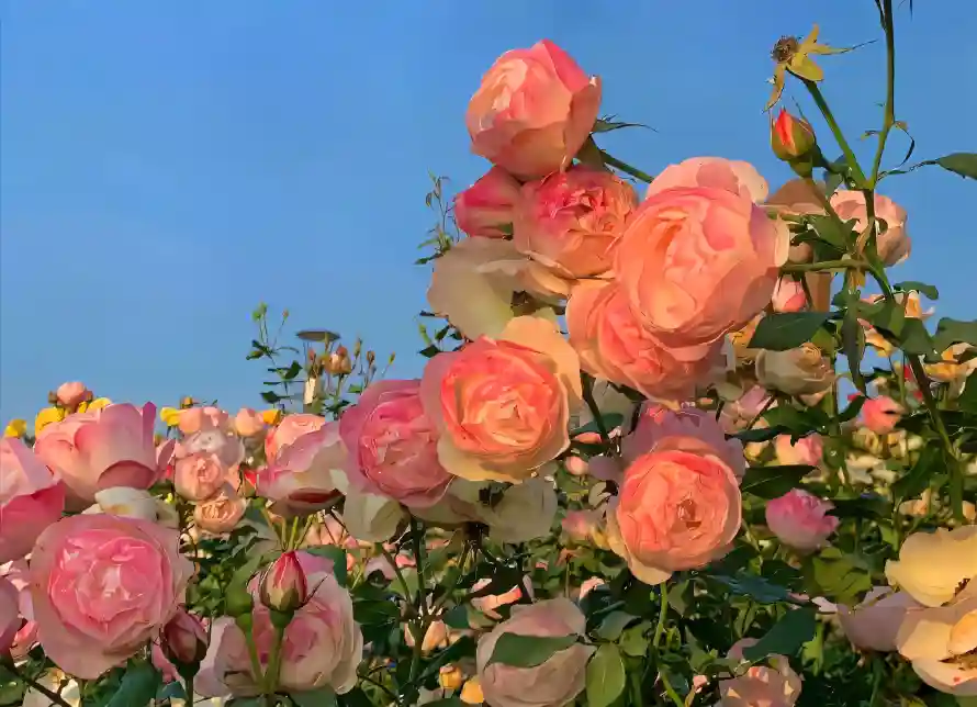 4k大花重瓣壁纸 - 粉橙色玫瑰 - 热门壁纸 - wallpaper「哲风壁纸」
