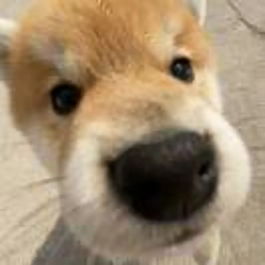 Momo熊🐻的头像