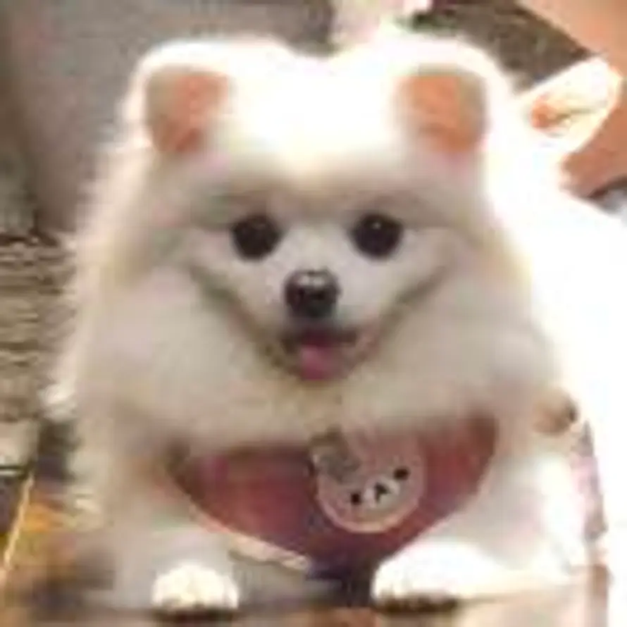 Du的头像