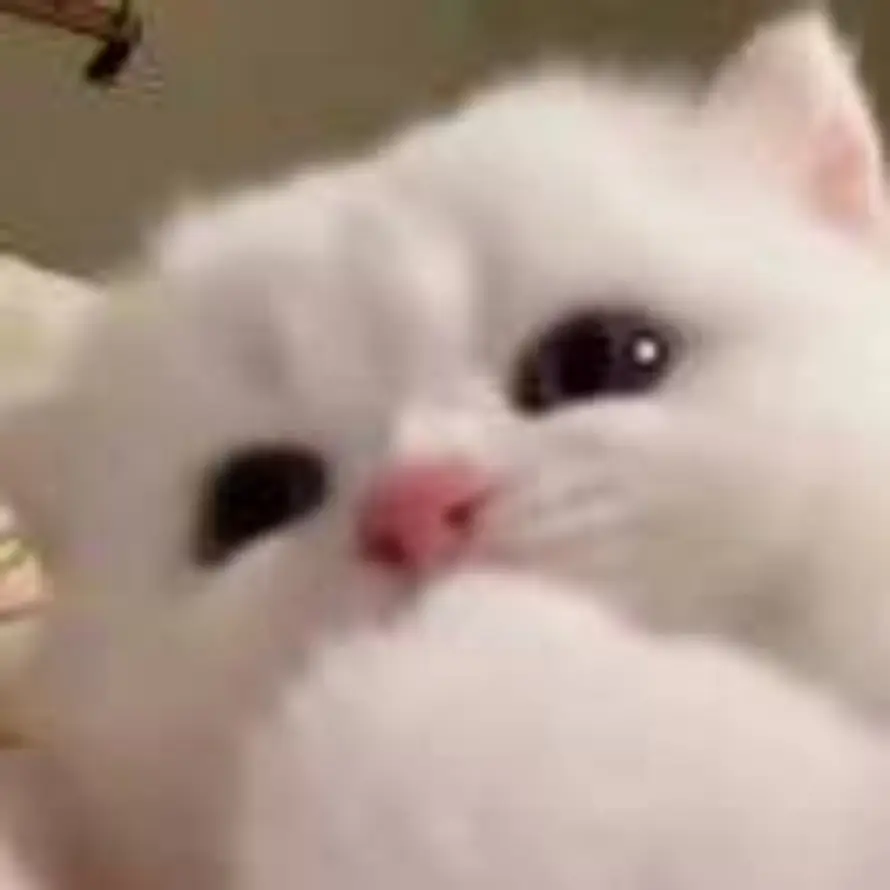 PAO的头像