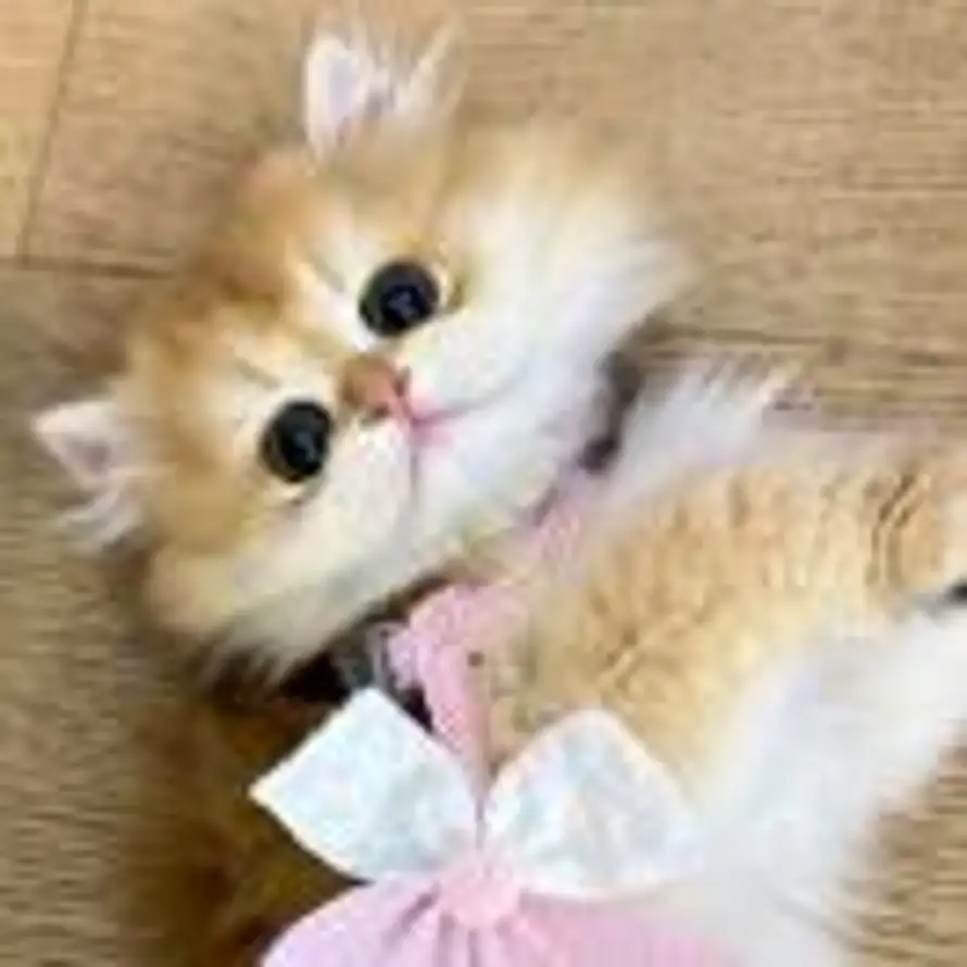 ᰔᩚ的头像