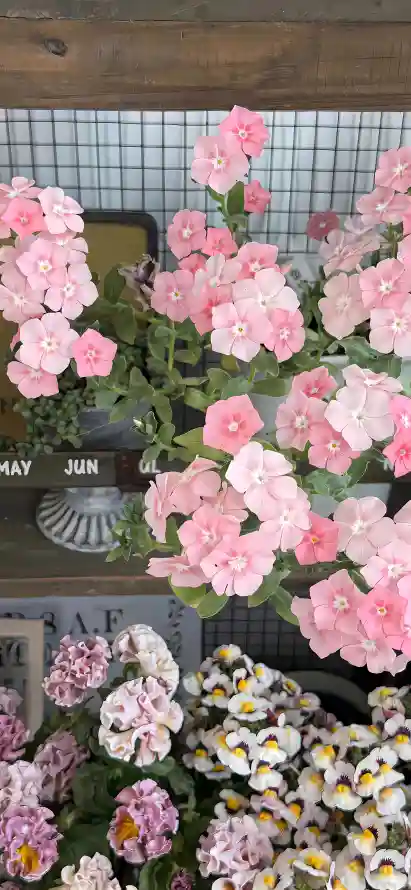 4k植物壁纸 - 盆栽 - 花丛 - 角堇「哲风壁纸」
