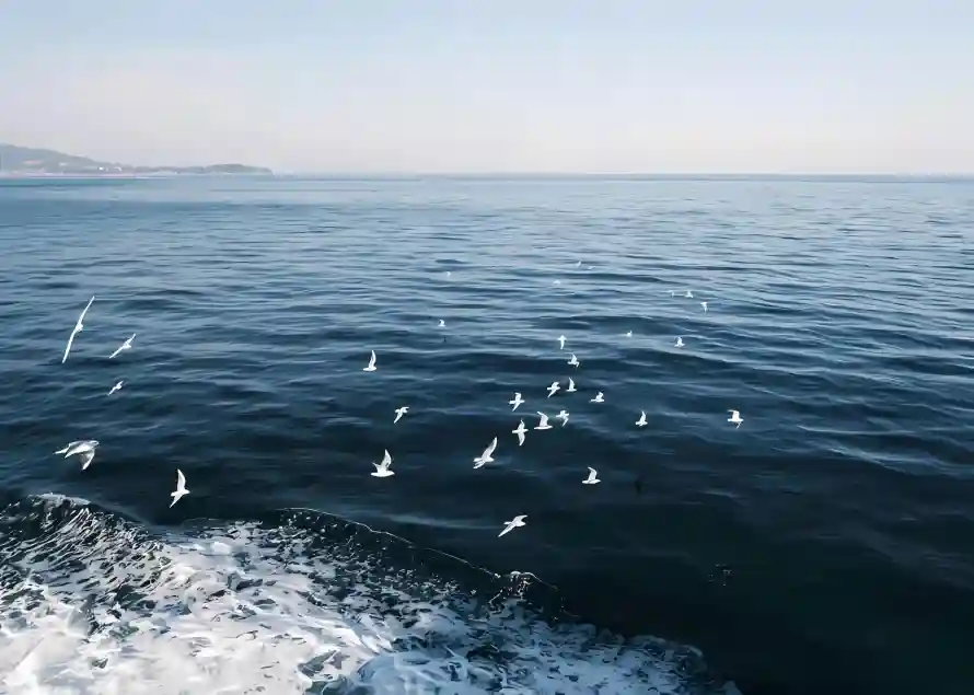 2k天空壁纸-海平面和海鸥-免费下载「哲风壁纸」