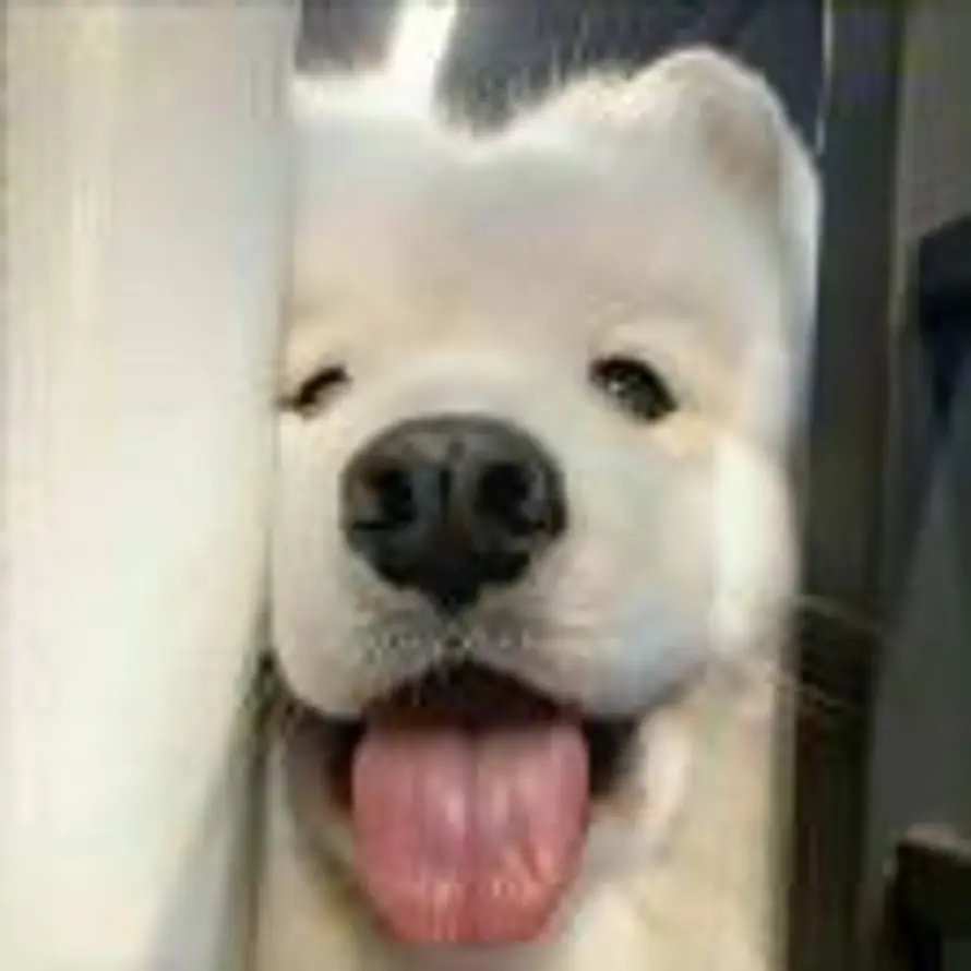 杰Max的头像