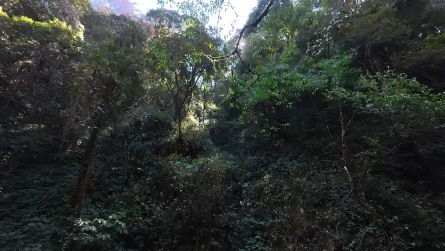 4k32壁纸-阳光 - 绿植-壁纸推荐「哲风壁纸」
