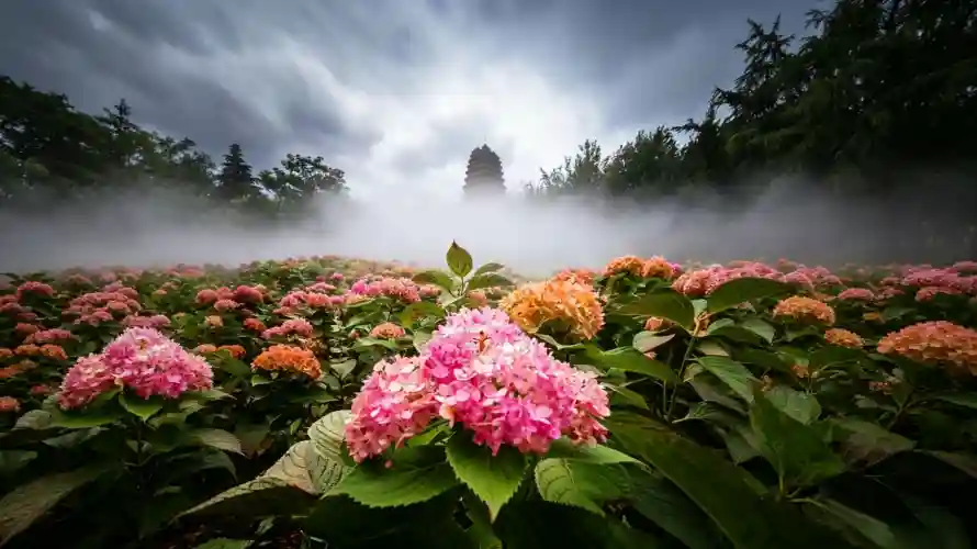 3k壁纸壁纸-绣球花 - 雾气-壁纸分享「哲风壁纸」