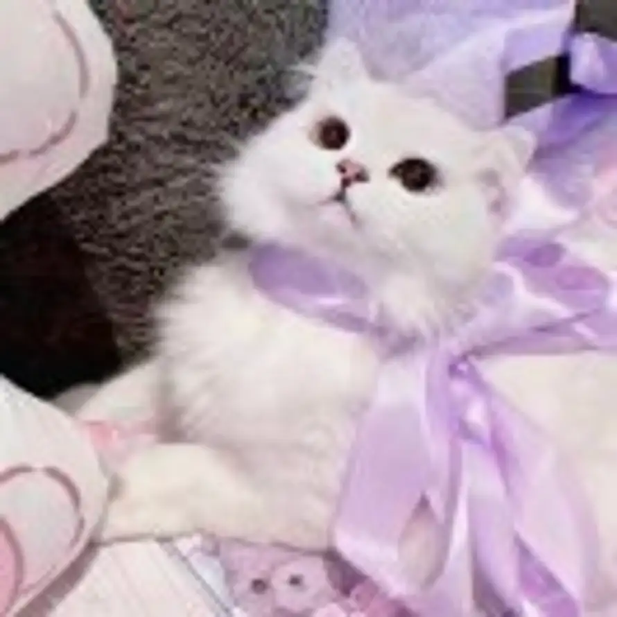 宝宝 的头像