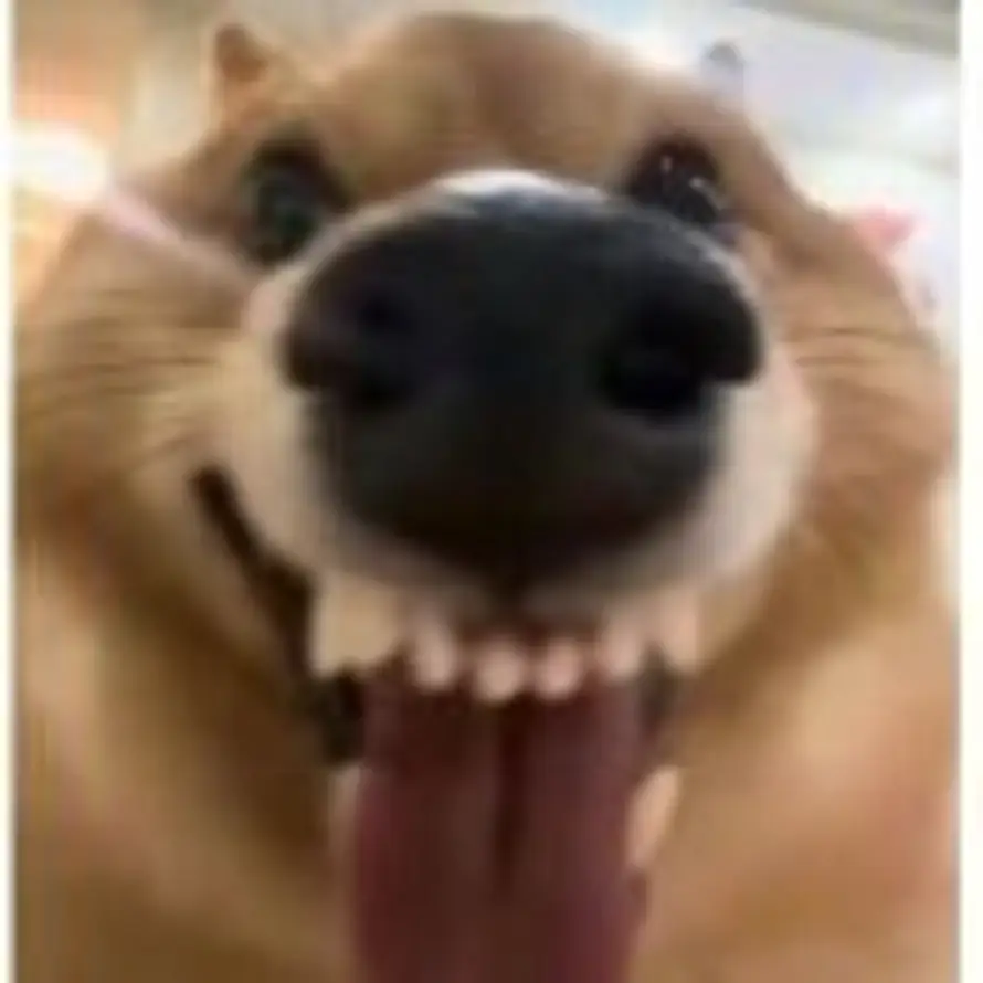Shahryar的头像