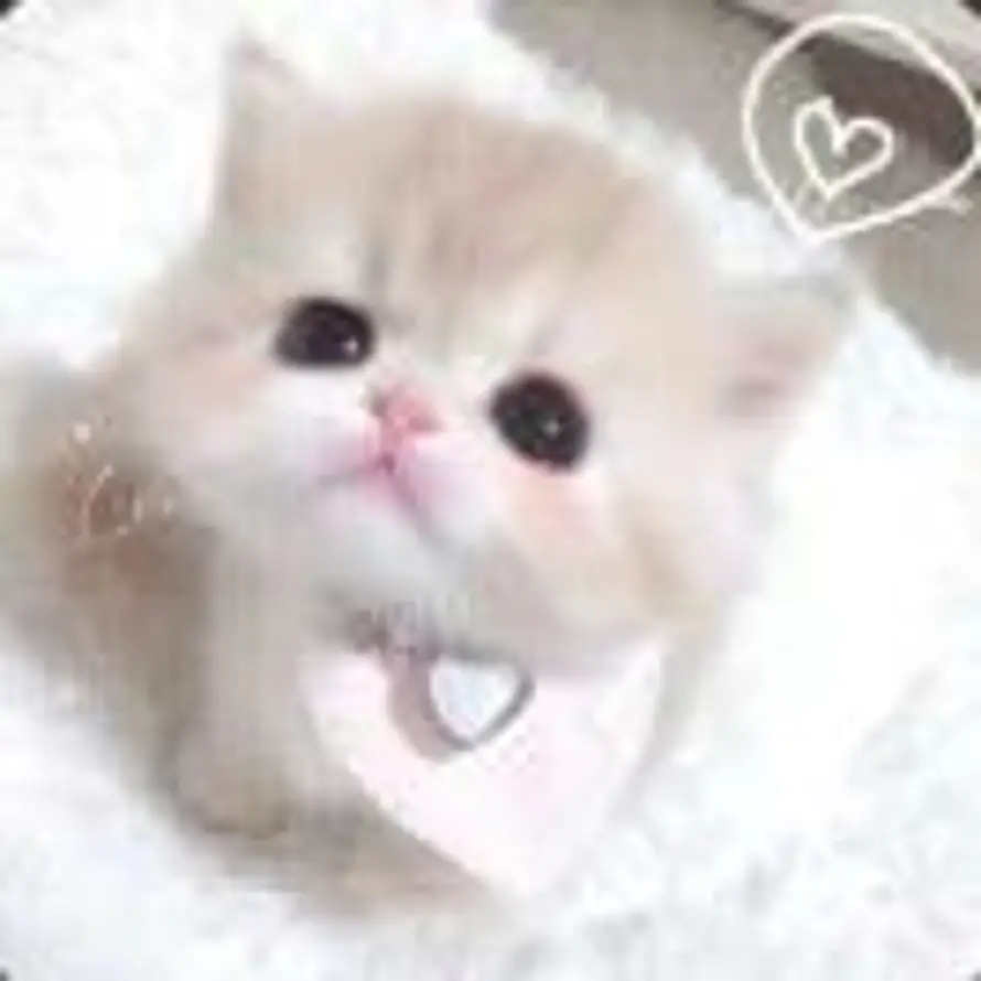 · ᴥ ·的头像