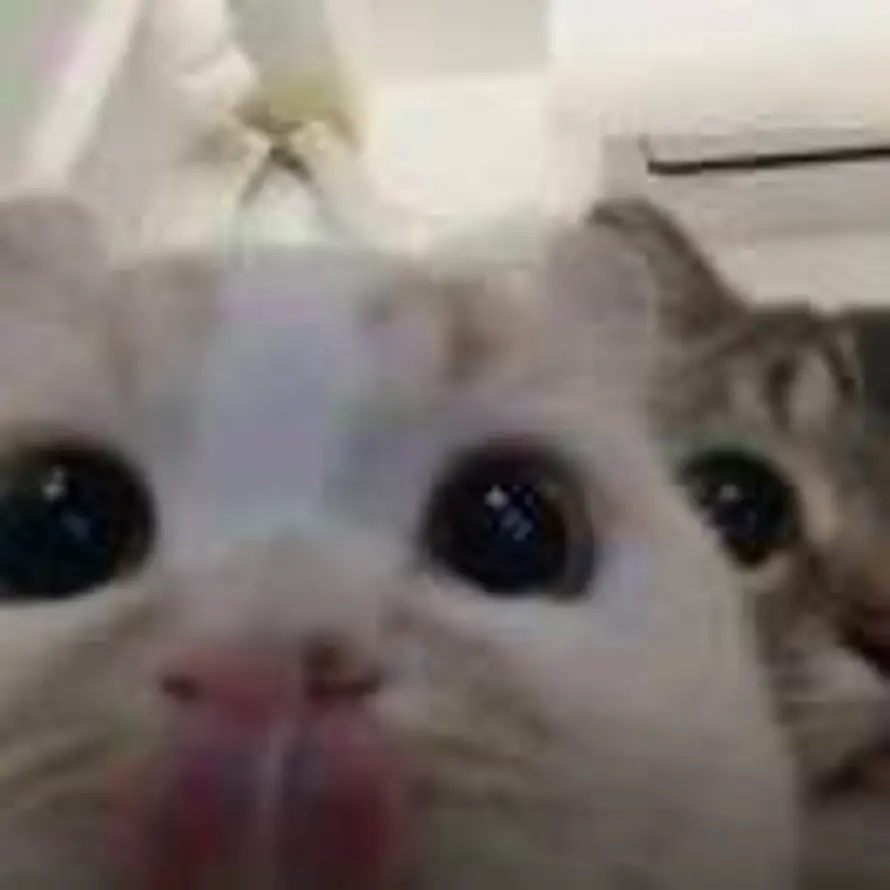 哈几咪的头像