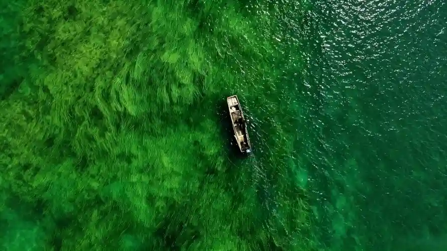 3k壁纸壁纸-水下植物 - 好看-碧绿湖水免费下载「哲风壁纸」