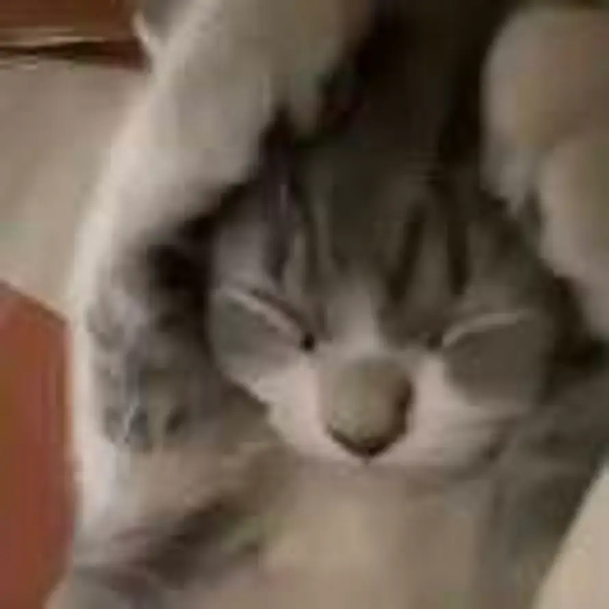 牵猫散步的鱼的用户头像 - 哲风壁纸