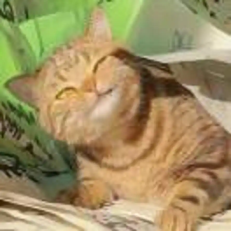 啼鸟的头像
