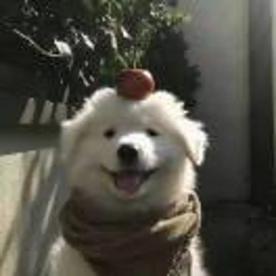 🦊🥰的头像