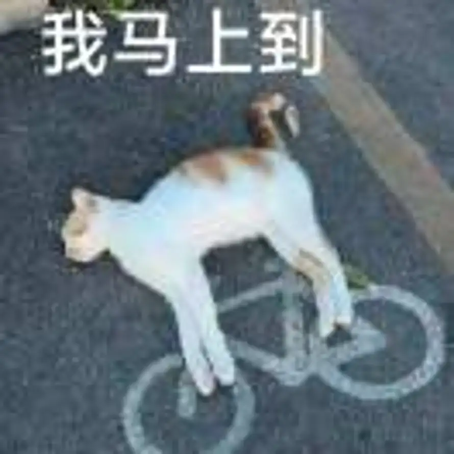 布加拉提的头像