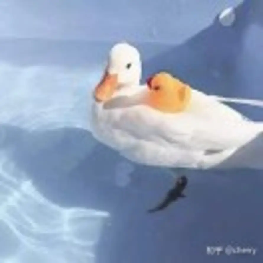 🐋sigee的头像