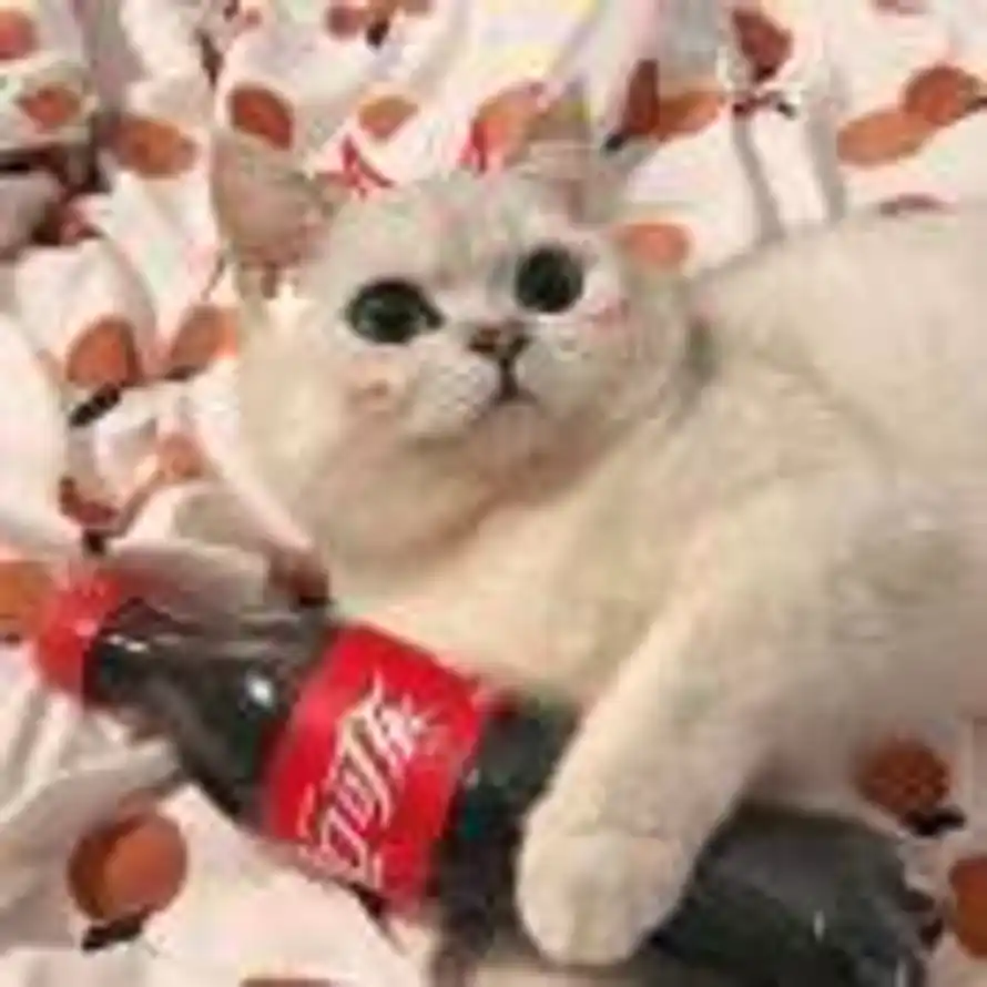 锦ۣ的头像