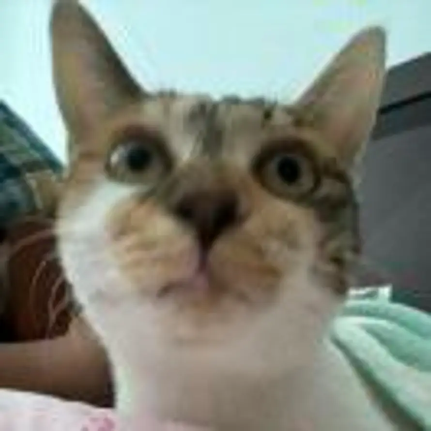 多多的头像