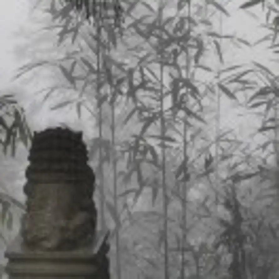 毋苛 的头像