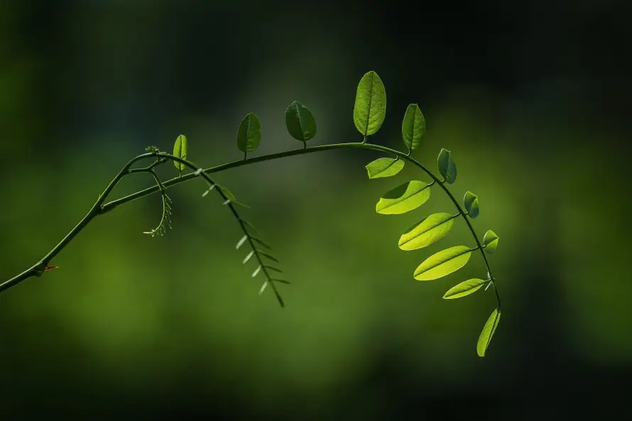 4k嫩叶壁纸 - 新芽 - 枝条 - 植物「哲风壁纸」 4k嫩叶壁纸 - 新芽 - 枝条 - 植物「哲风壁纸」