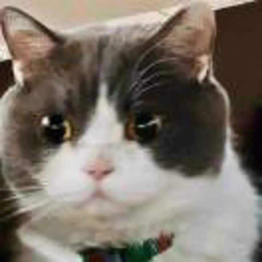 补丁小猫的头像