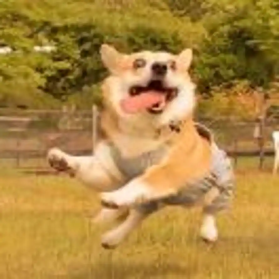 十一的头像