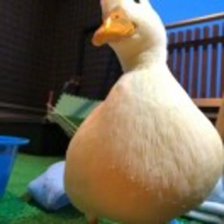 枫叶的头像