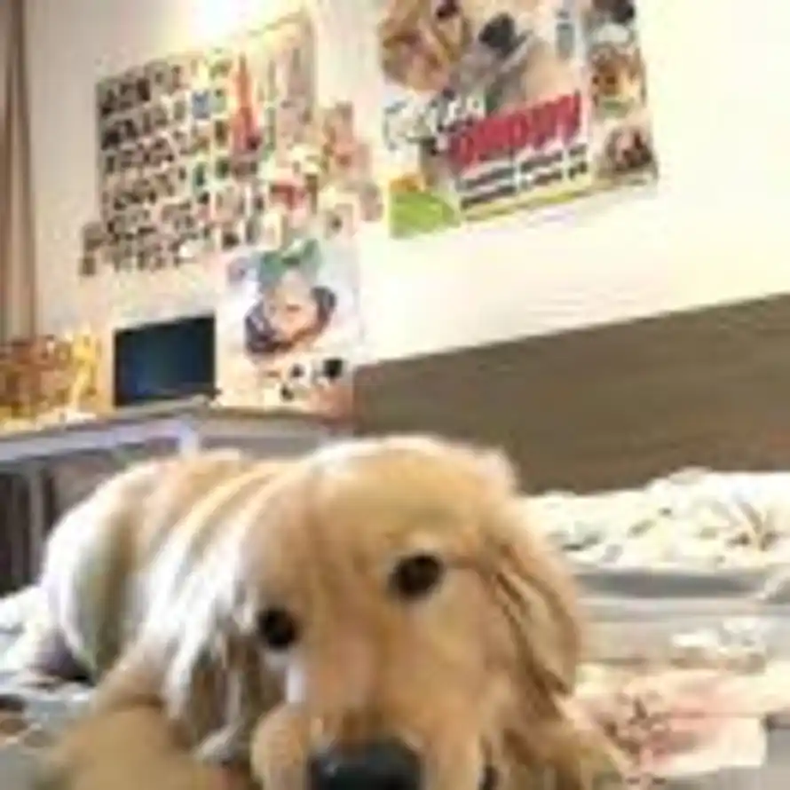 puppy的头像