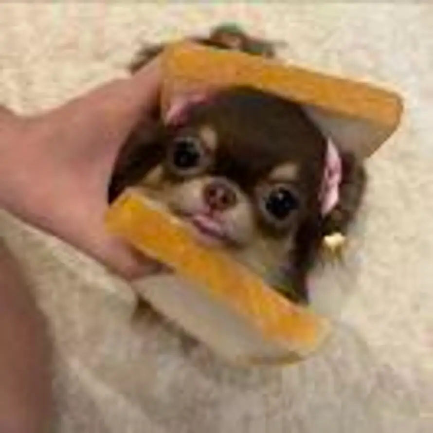 狒狒狒狒狒的头像