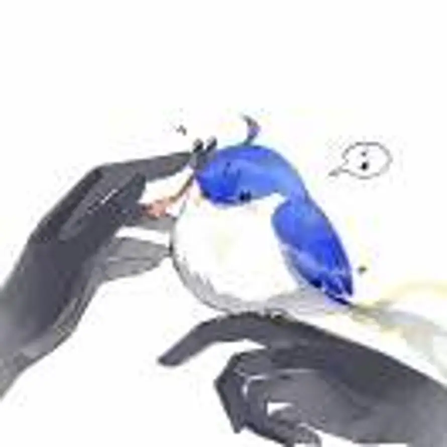 疏影·清的头像
