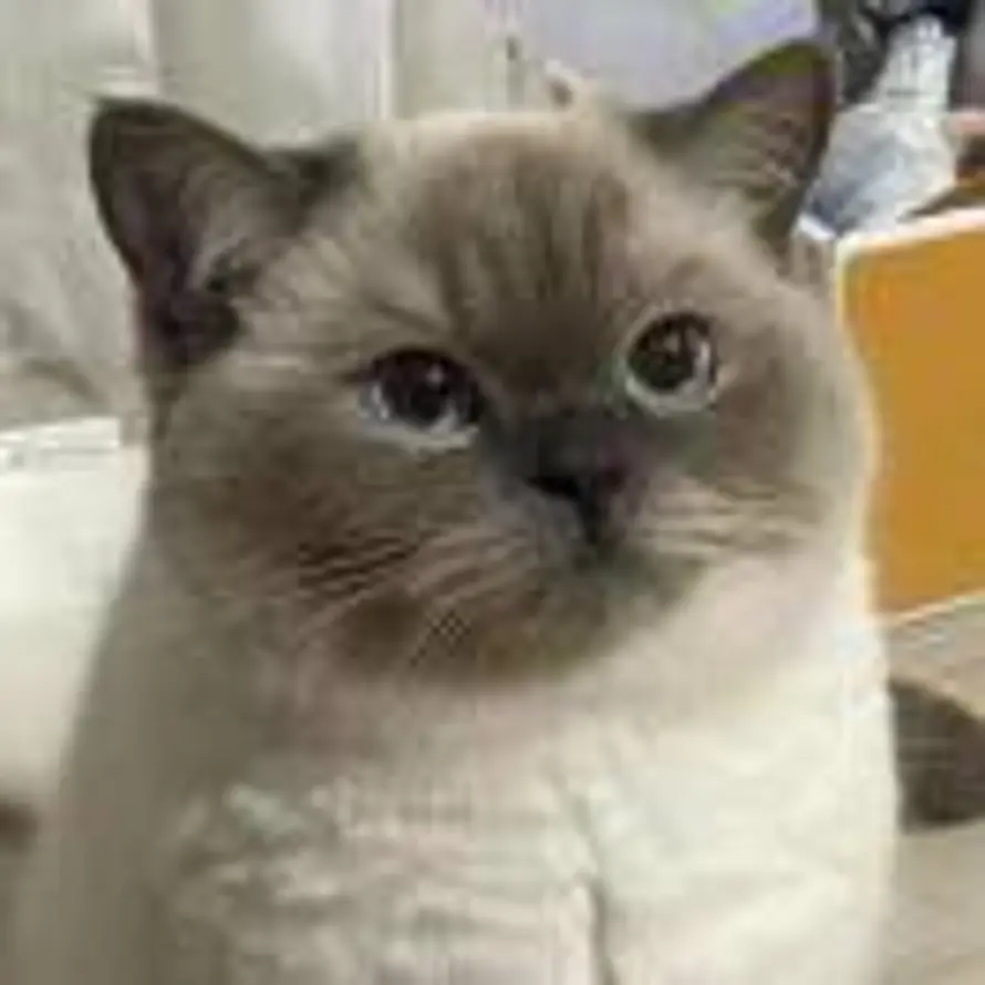 雪儿😽的头像