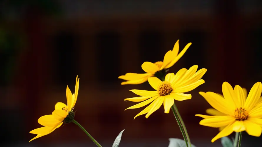 4k植物壁纸 - 绿叶 - 花瓣 - 花茎「哲风壁纸」 4k植物壁纸 - 绿叶 - 花瓣 - 花茎「哲风壁纸」