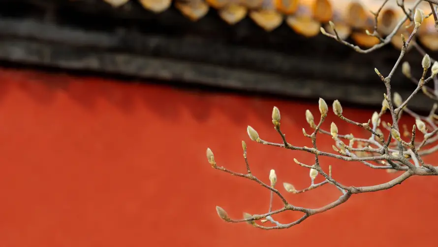 4k初春壁纸 - 古风 - 宫墙 - 枝桠「哲风壁纸」 4k初春壁纸 - 古风 - 宫墙 - 枝桠「哲风壁纸」