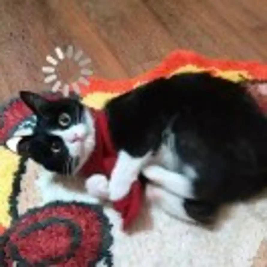🐈🐾的头像