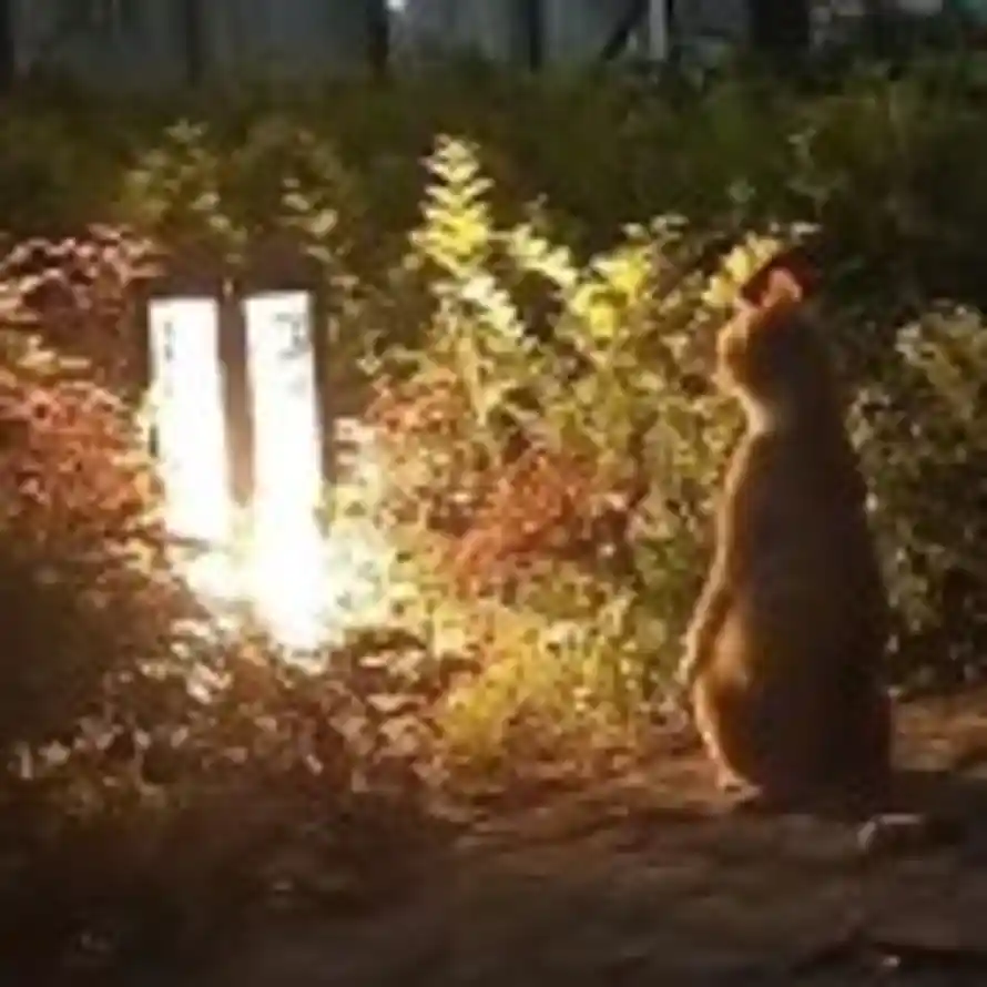 夜的头像
