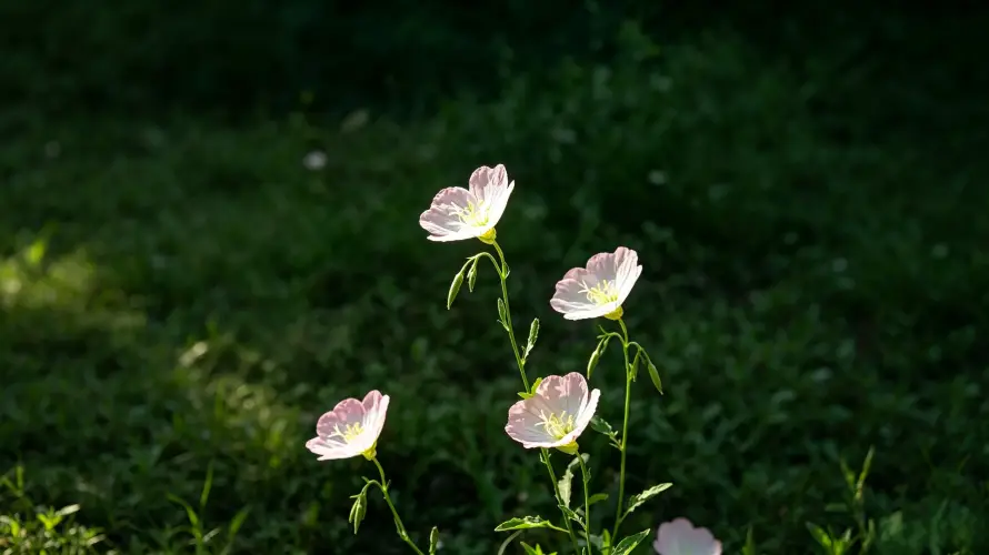 3k好看壁纸-点地梅壁纸和小花-白色花瓣热门的壁纸「哲风壁纸」