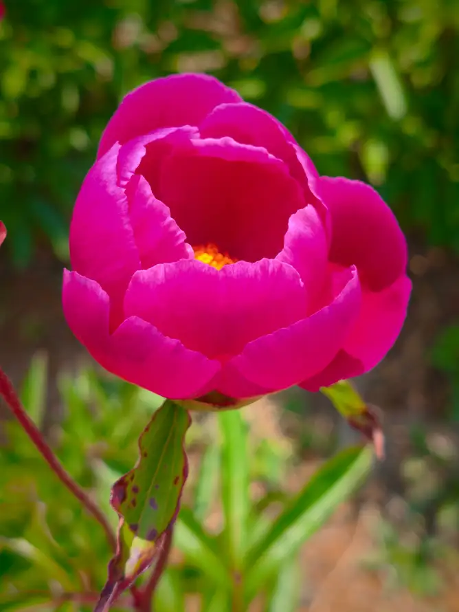 4k植物壁纸 - 花 - 特写 - 自然「哲风壁纸」